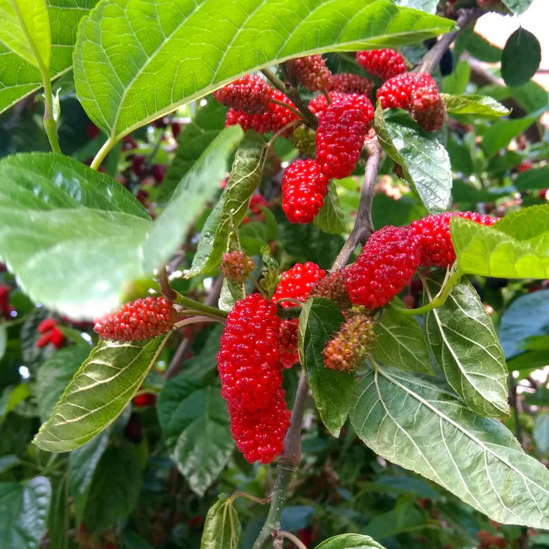 Red Mulberry Plant,  Tall - Live Fruit Tree Starter
