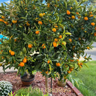 Meiwa Kumquat Tree Sweet Edible Citrus Fruit Plant Potted or Bare Root