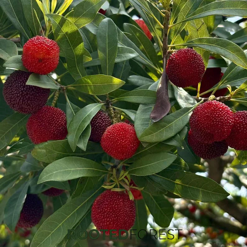 Yumberry Tree Seedling – Live Yongjia Waxberry Plant, Exotic Fruit Starter