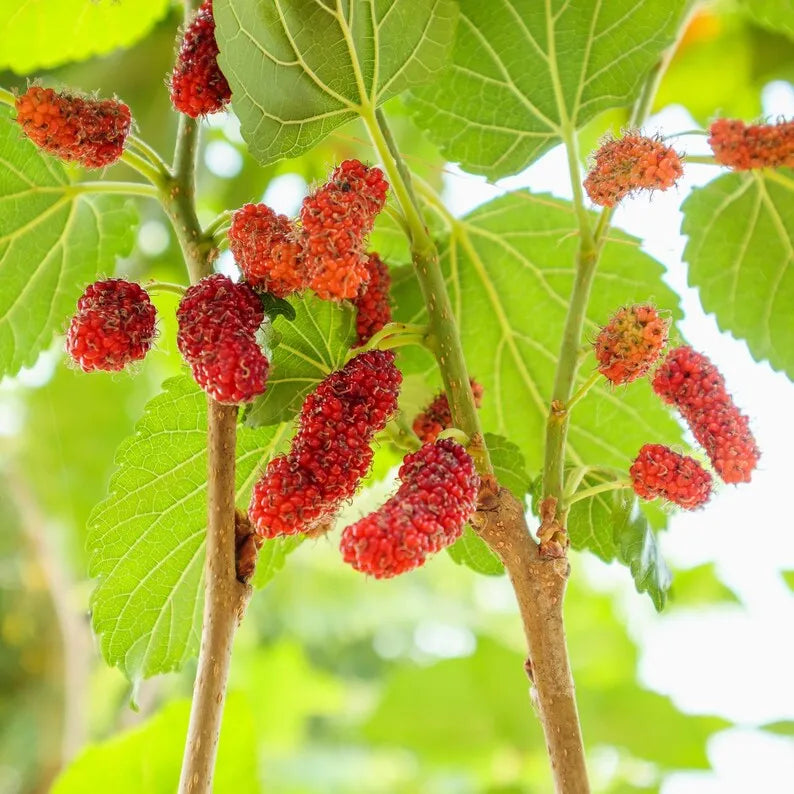 Red Mulberry Plant,  Tall - Live Fruit Tree Starter