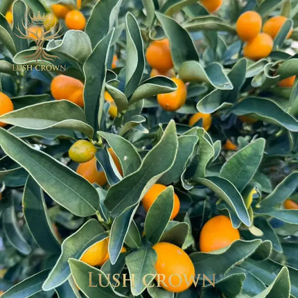 Meiwa Kumquat Tree Sweet Edible Citrus Fruit Plant Potted or Bare Root