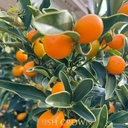 Meiwa Kumquat Tree Sweet Edible Citrus Fruit Plant Potted or Bare Root