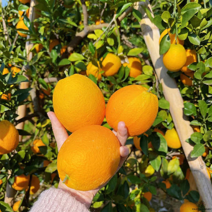 Navel Orange Tree Sapling | Seedless Sweet Citrus Fruit Starter Plant (Bare Root)