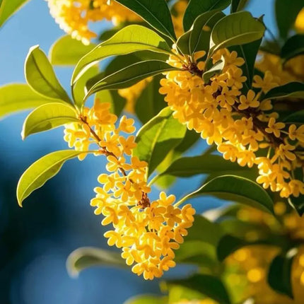 Grafted Sweet Osmanthus Sapling, Fragrant Tea Olive Tree Starter Plant for Garden