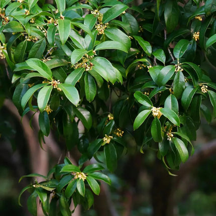 Grafted Sweet Osmanthus Sapling, Fragrant Tea Olive Tree Starter Plant for Garden