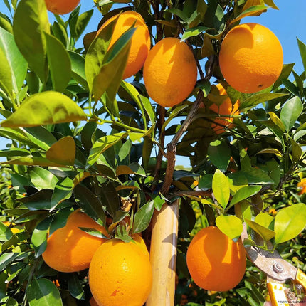 Navel Orange Tree Sapling | Seedless Sweet Citrus Fruit Starter Plant (Bare Root)