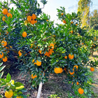 Navel Orange Tree Sapling | Seedless Sweet Citrus Fruit Starter Plant (Bare Root)