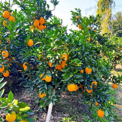 Navel Orange Tree Sapling | Seedless Sweet Citrus Fruit Starter Plant (Bare Root)