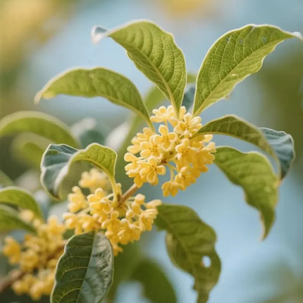 Grafted Sweet Osmanthus Sapling, Fragrant Tea Olive Tree Starter Plant for Garden