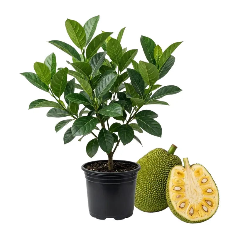 Jackfruit Seedling Live Plant, Tropical Jackfruit Tree，Sweet Yellow Fruit for Planting