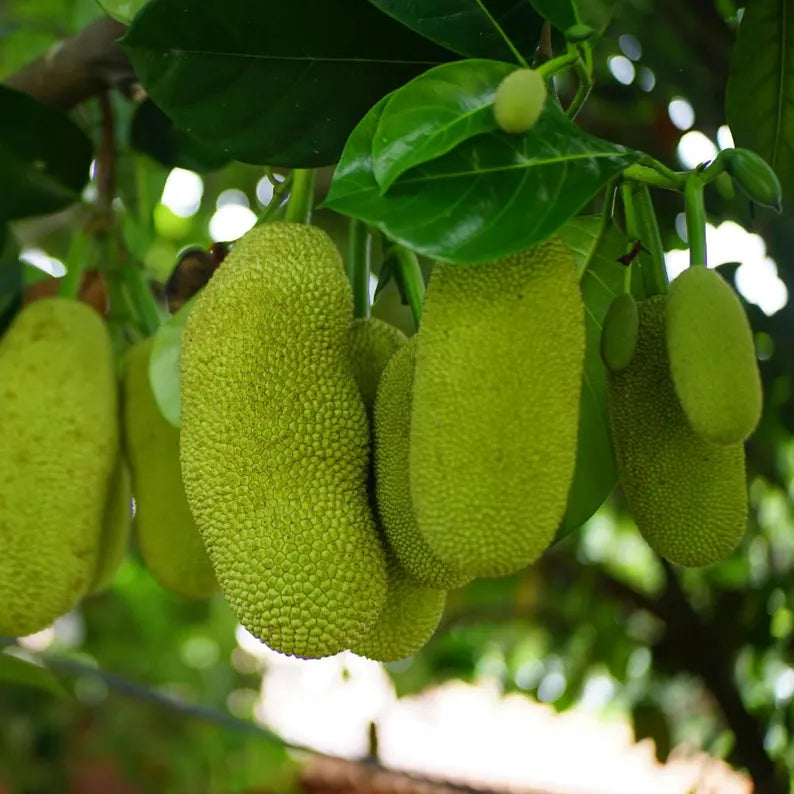 Jackfruit Seedling Live Plant, Tropical Jackfruit Tree，Sweet Yellow Fruit for Planting