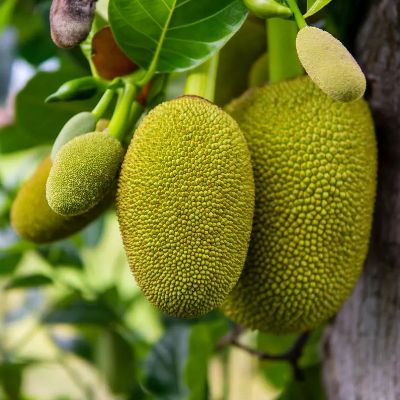 Jackfruit Seedling Live Plant, Tropical Jackfruit Tree，Sweet Yellow Fruit for Planting