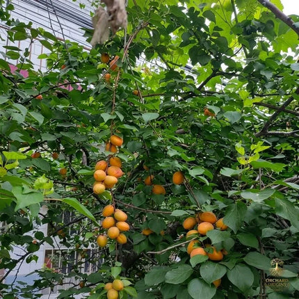 Emperor Apricot Tree Sapling – Sweet Fruit Plant, Bare Root, Easy Grow Home Garden