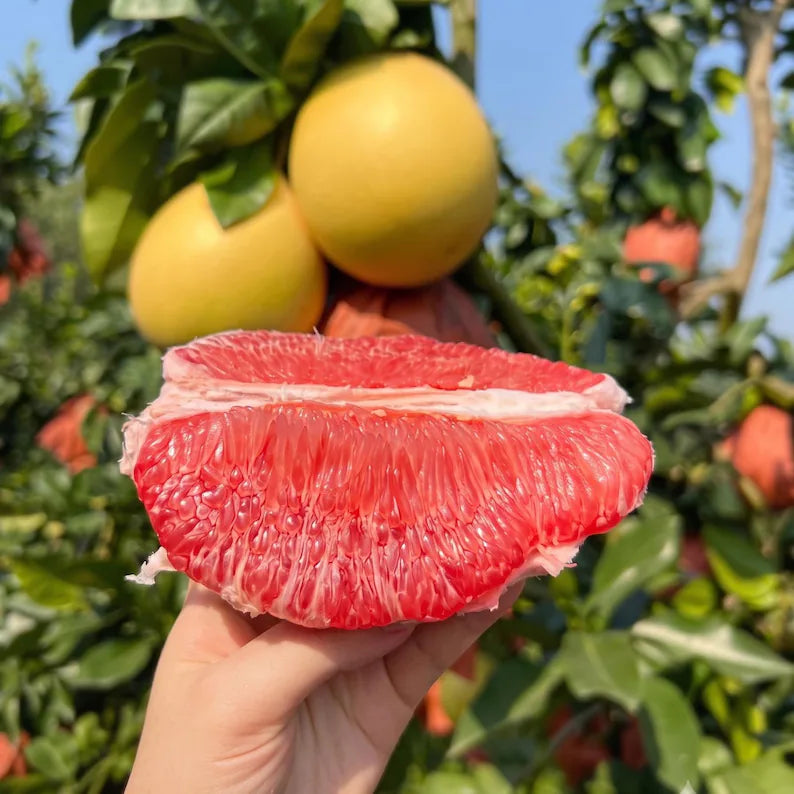 Rare Three Red Pomelo Tree Sapling Exotic Citrus Fruit Bare Root