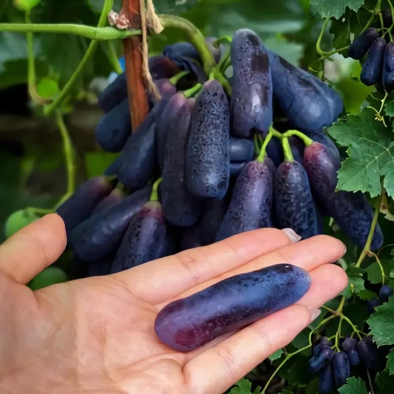 Sweet Sapphire Seedless Grape Sapling Live Moon Drops Black Grape Plant
