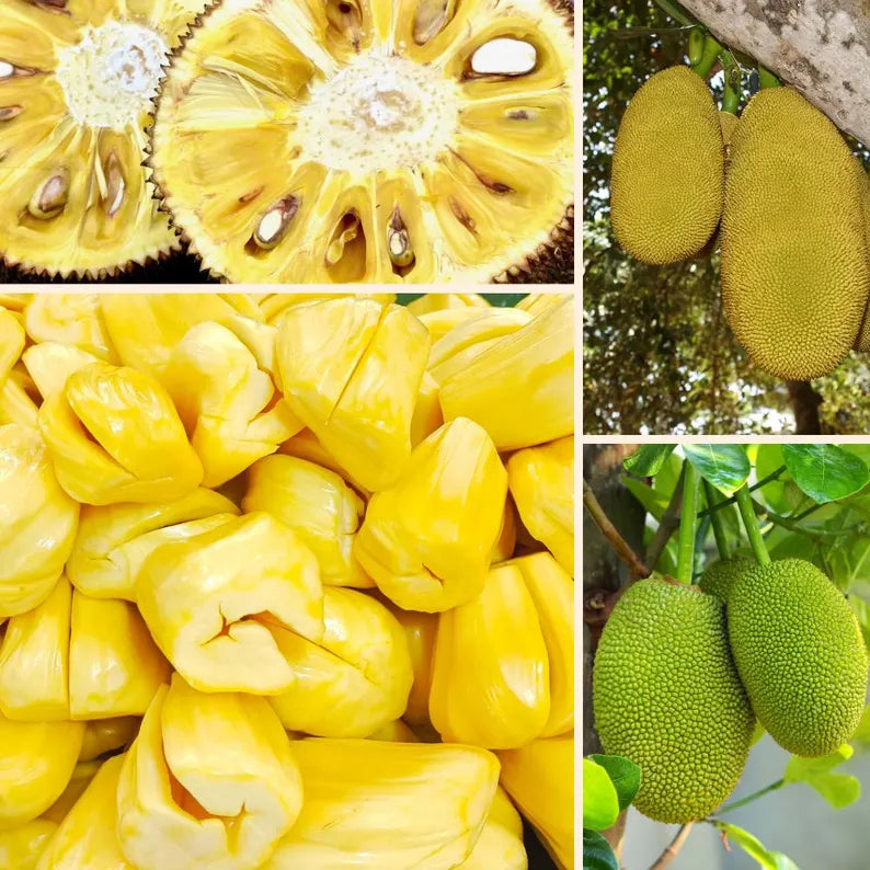 Jackfruit Seedling Live Plant, Tropical Jackfruit Tree，Sweet Yellow Fruit for Planting