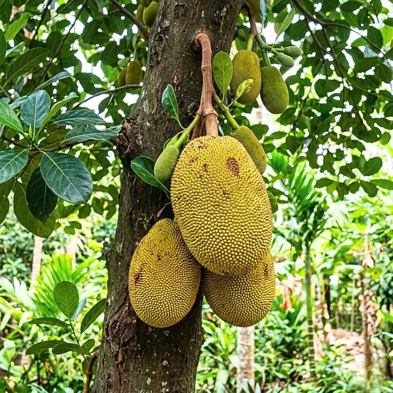Jackfruit Seedling Live Plant, Tropical Jackfruit Tree，Sweet Yellow Fruit for Planting