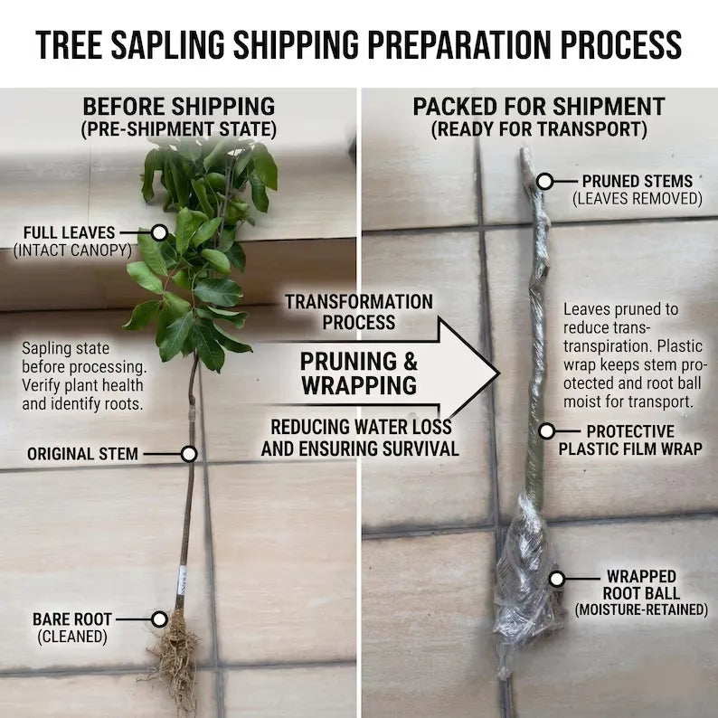 Rare Three Red Pomelo Tree Sapling Exotic Citrus Fruit Bare Root