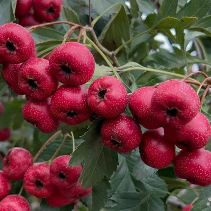Hawthorn Tree Sapling: Edible Berries, Cold Hardy Live Plant for Backyard Gardening