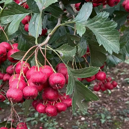 Hawthorn Tree Sapling: Edible Berries, Cold Hardy Live Plant for Backyard Gardening