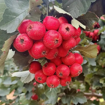Hawthorn Tree Sapling: Edible Berries, Cold Hardy Live Plant for Backyard Gardening