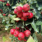 Hawthorn Tree Sapling: Edible Berries, Cold Hardy Live Plant for Backyard Gardening