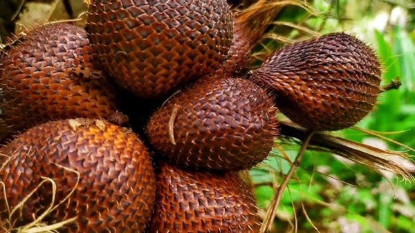 Rare Salak Seeds Snake Fruit Palm Tropical Garden Plant