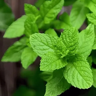 Mint Seeds up to 50%