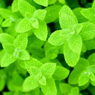 Mint Seeds up to 50%