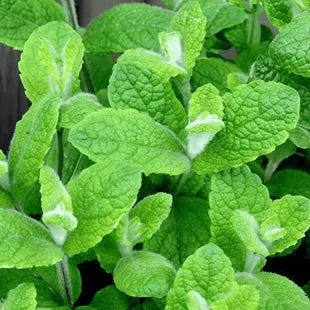 Mint Seeds up to 50%