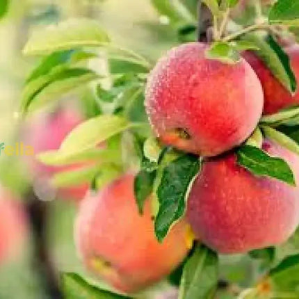Apple Seeds for Planting - Grow Fresh Fruit