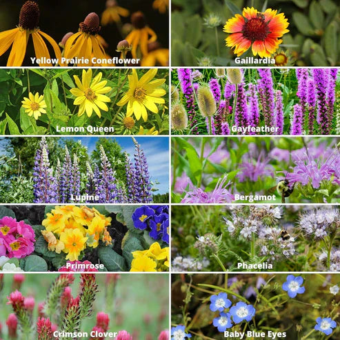 Wildflower Seed Mix
