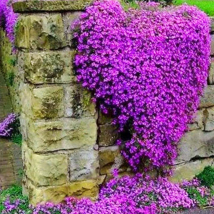 Creeping ThymeHomegrown Seeds Easy toPlant and Grow Non-GMOPerennial Flower PremiumSeeds