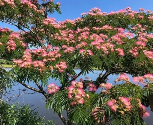 Cultivate the beauty of a Pink Mimosa Tree sapling in your landscape. This 6+ inch Albizia julibrissin bare root live plant is ready for planting, promising delicate pink, feathery blooms and unique foliage, making it a stunning addition to any garden.