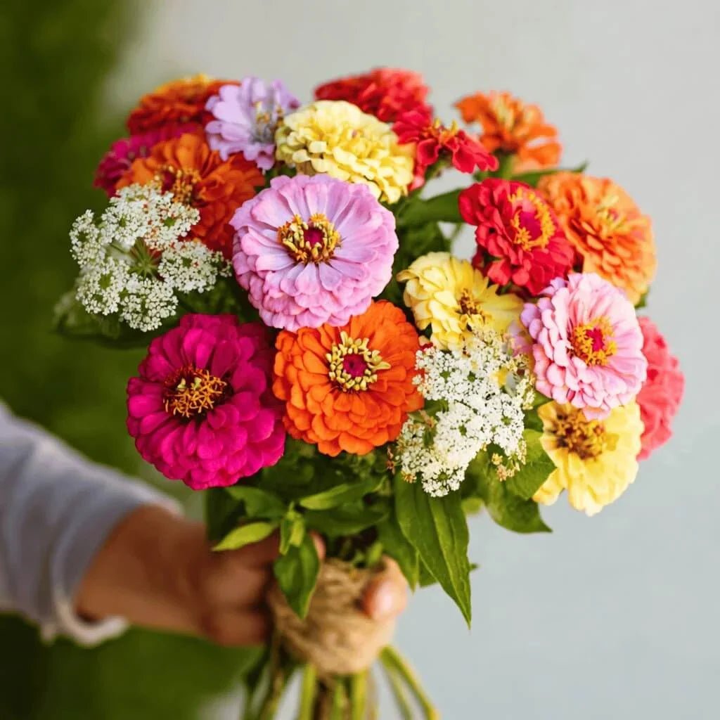 Cut & Come Again Zinnia Seeds — 25 Count 🌼
