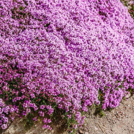 Creeping ThymeHomegrown Seeds Easy toPlant and Grow Non-GMOPerennial Flower PremiumSeeds