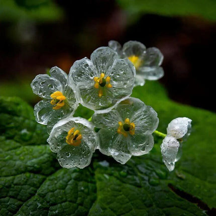 Exquisite Shade Skeleton Seeds – Flower Plant