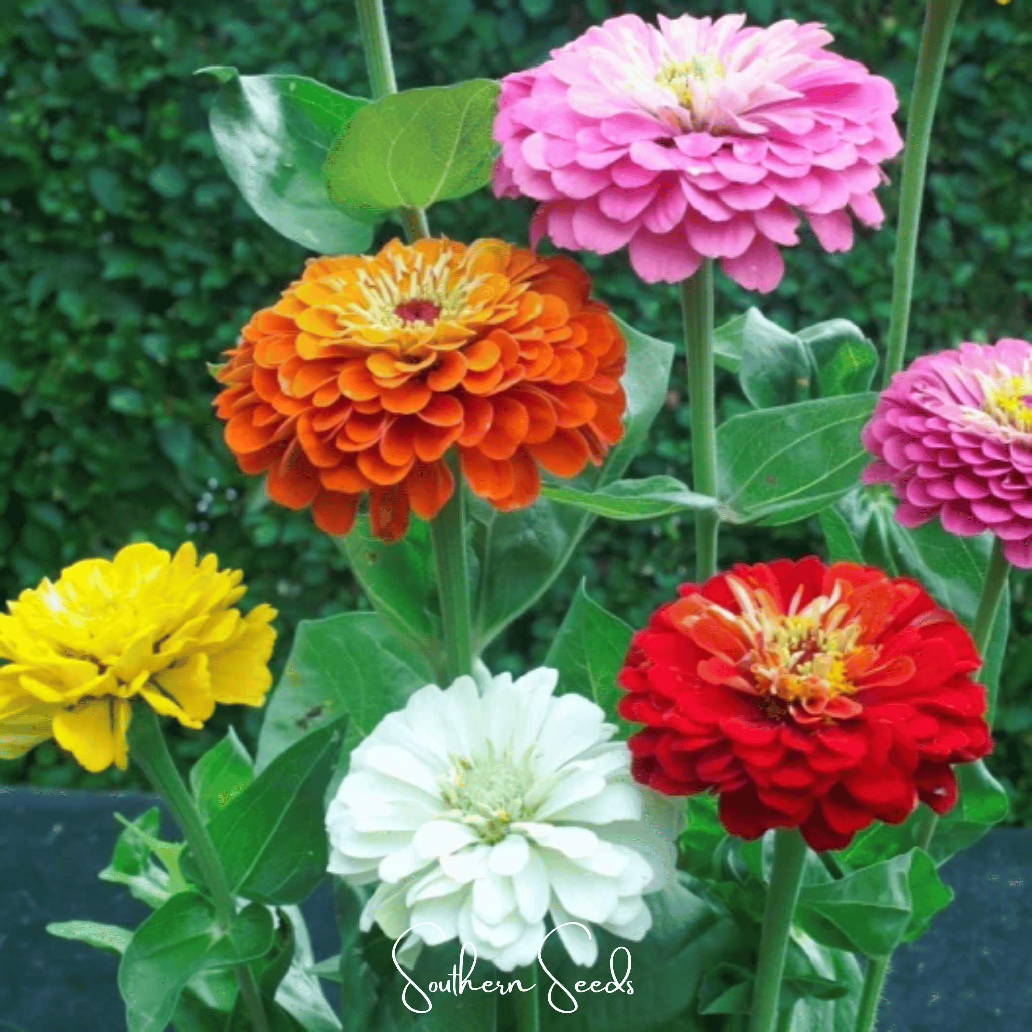 Dahlia Flowered Zinnia Seeds — 50Count 🌸