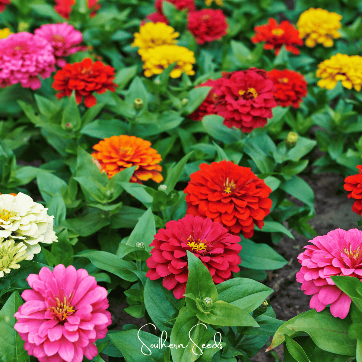Dahlia Flowered Zinnia Seeds — 25Count 🌸