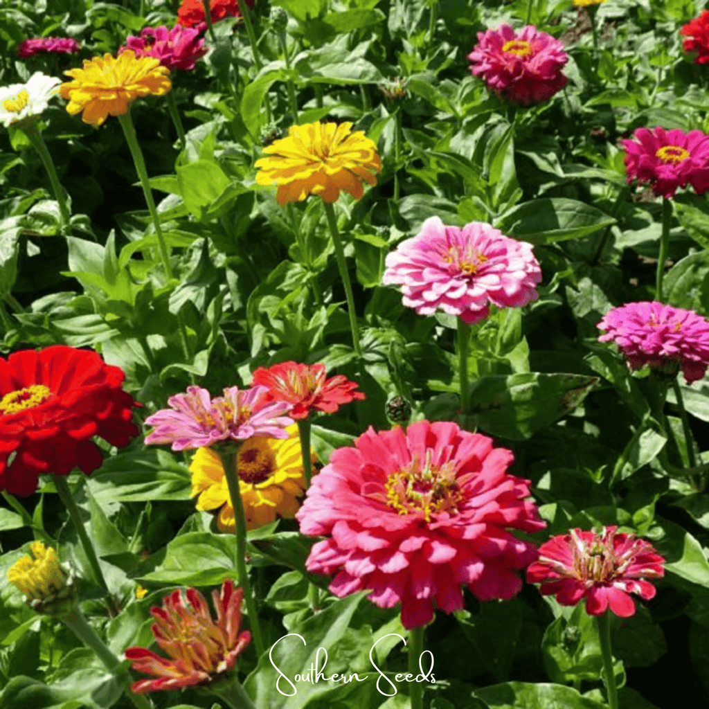 Dahlia Flowered Zinnia Seeds — 50Count 🌸