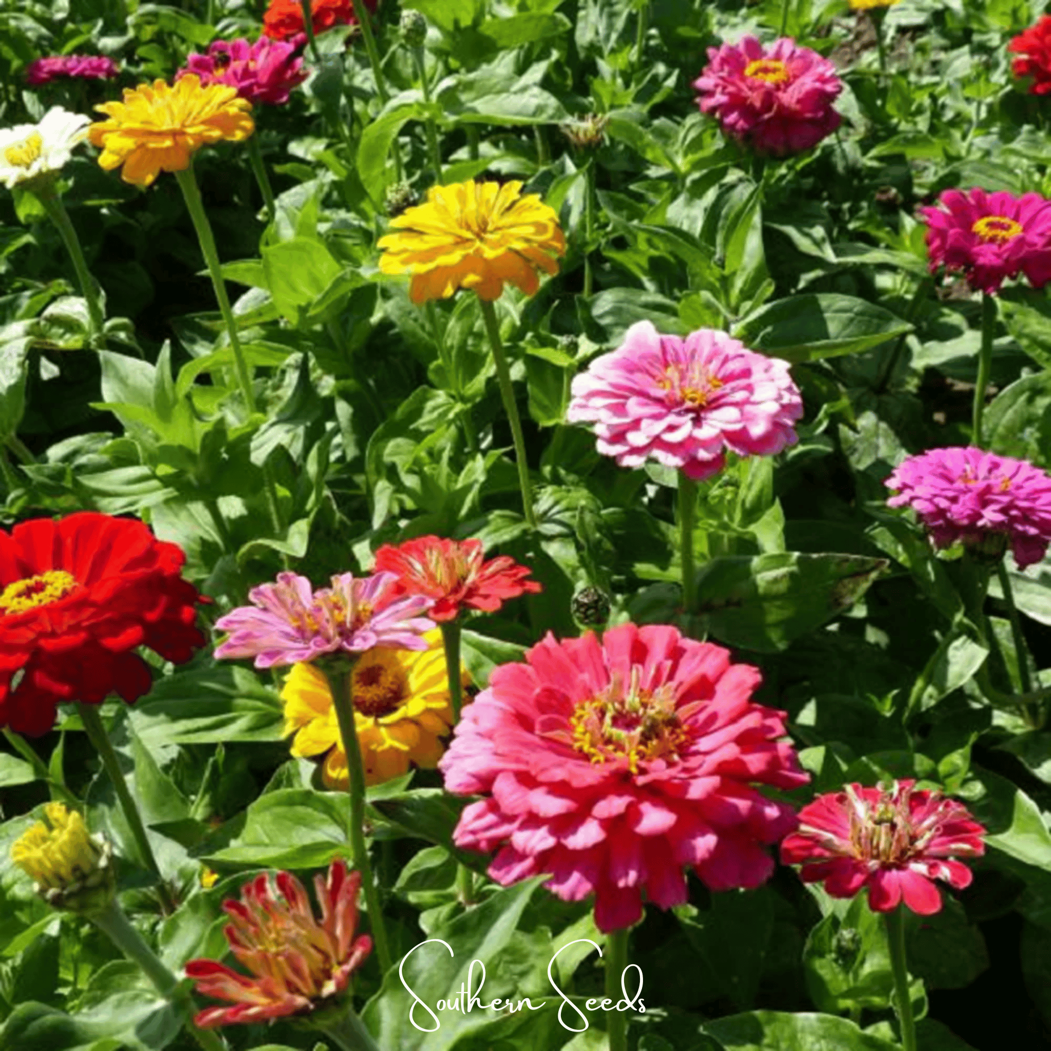 Dahlia Flowered Zinnia Seeds — 50Count 🌸