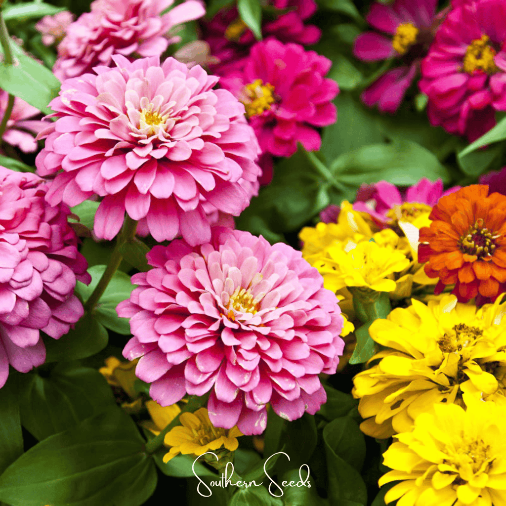 Dahlia Flowered Zinnia Seeds — 50Count 🌸