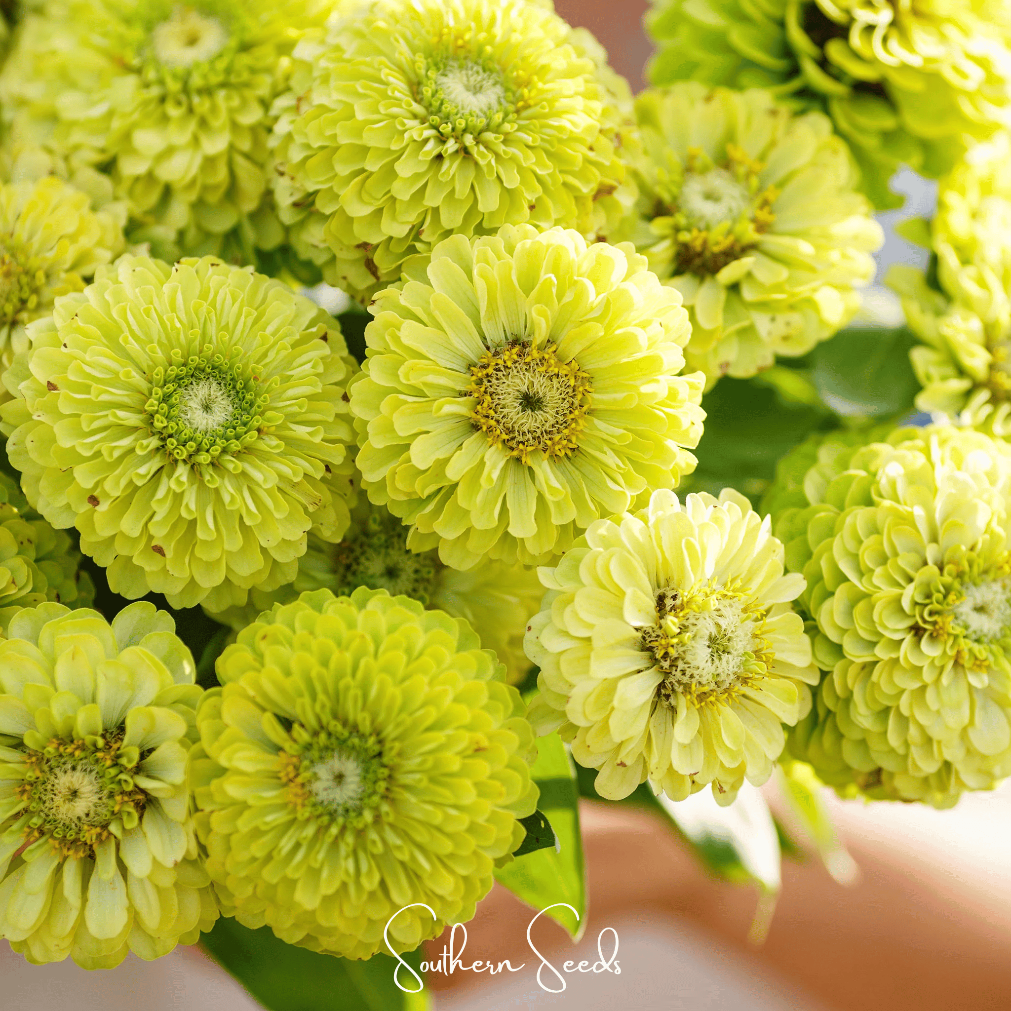 Envy Green Zinnia Seeds — 25 Count 💚