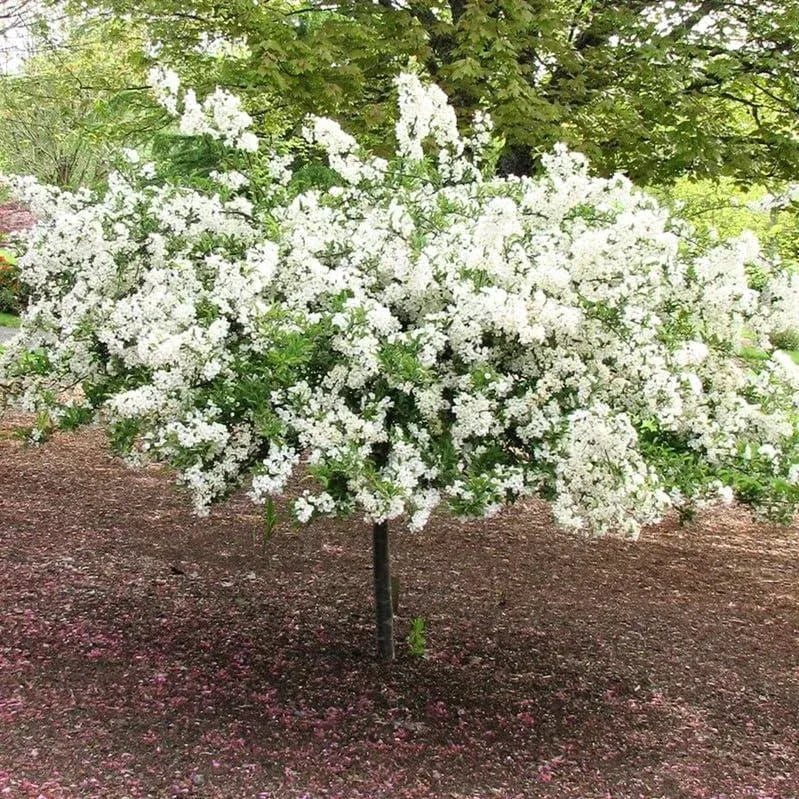 Zumi Crabapple